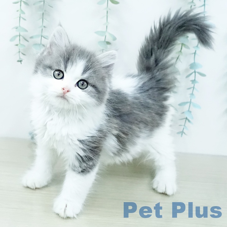 スコティッシュフォールドの写真2