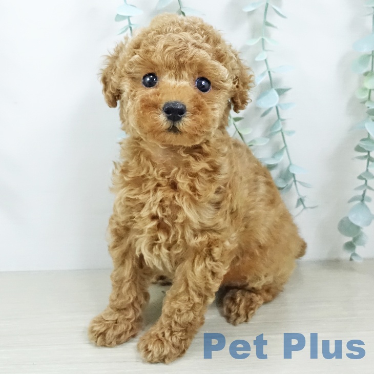 トイ・プードル