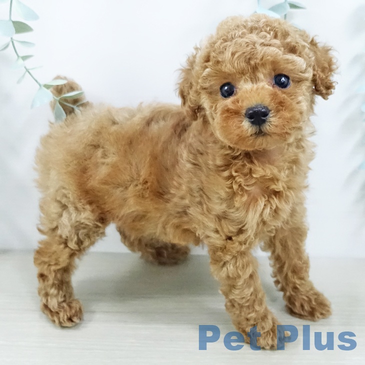 トイ・プードルの写真2