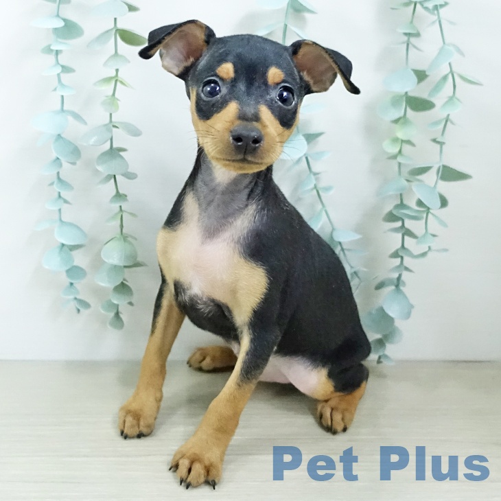 ミニチュア・ピンシャー