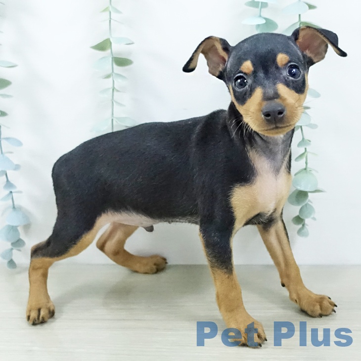 ミニチュア・ピンシャーの写真2