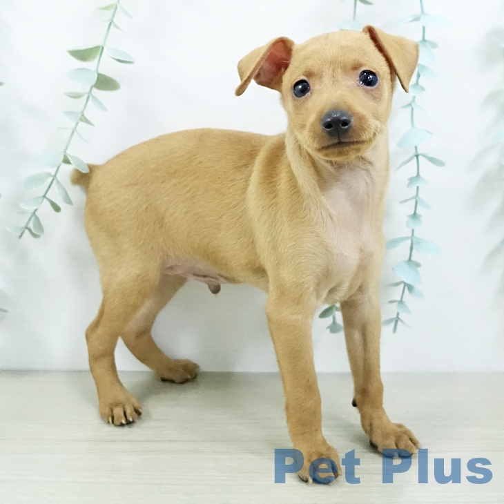 ミニチュア・ピンシャー