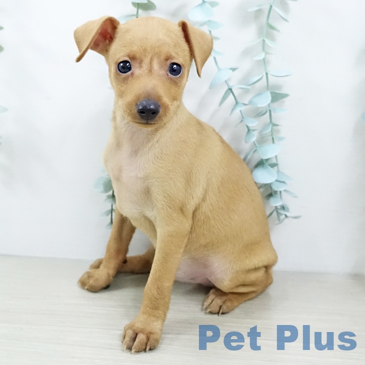 ミニチュア・ピンシャー