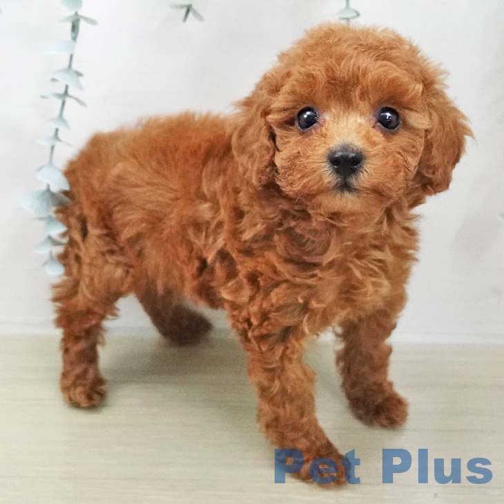 トイ・プードルの写真2