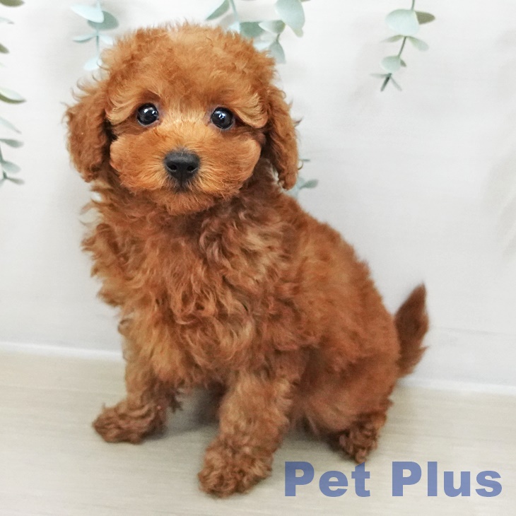 トイ・プードル