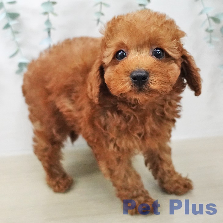 トイ・プードルの写真2