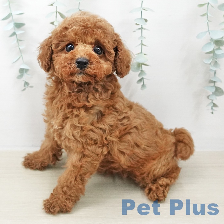 トイ・プードルの写真2