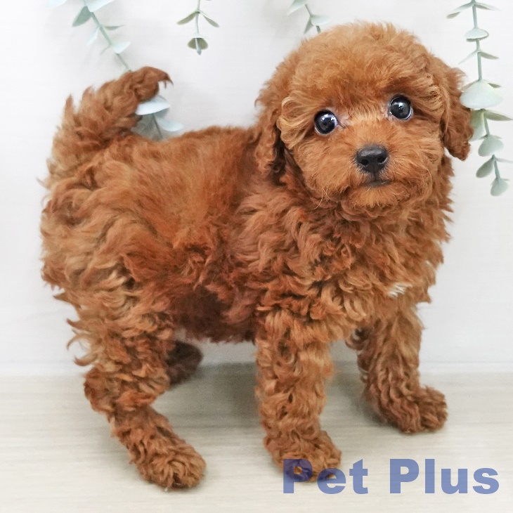 トイ・プードルの写真2