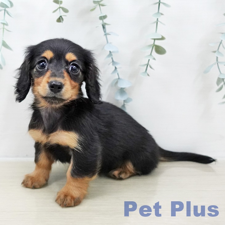 カニーンヘン・ダックスフンド