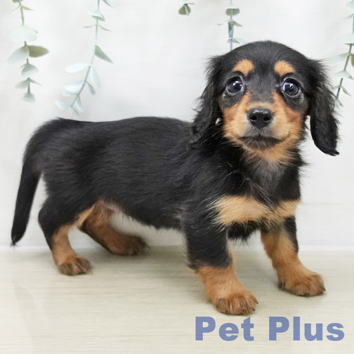 カニーンヘン・ダックスフンドの写真2