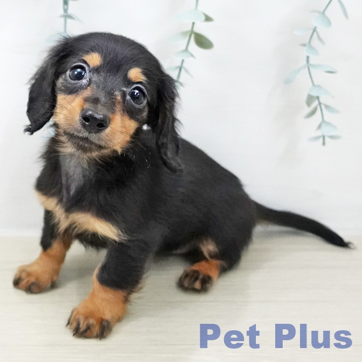 カニーンヘン・ダックスフンド