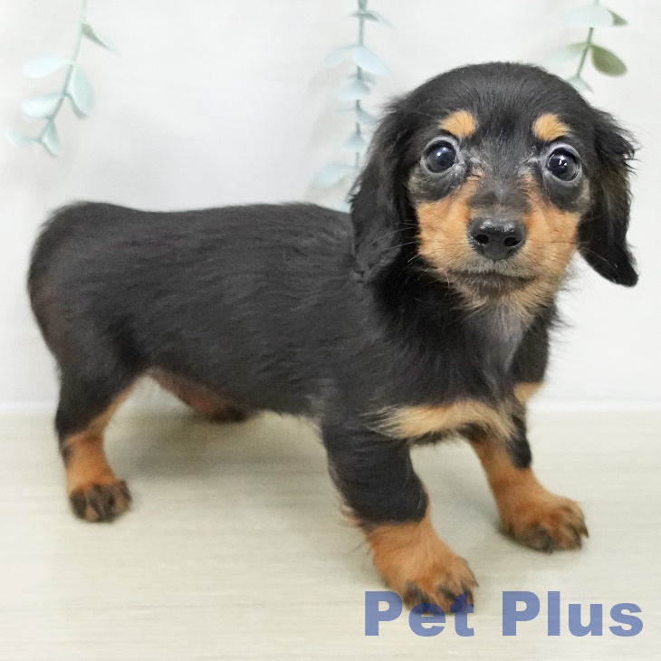 カニーンヘン・ダックスフンド