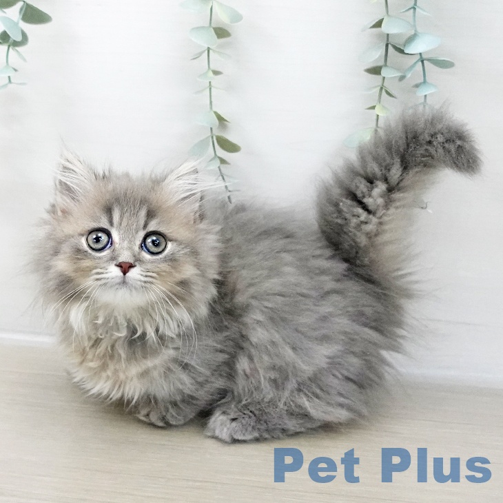 ミヌエットの写真2