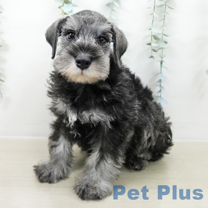 ミニチュア・シュナウザー