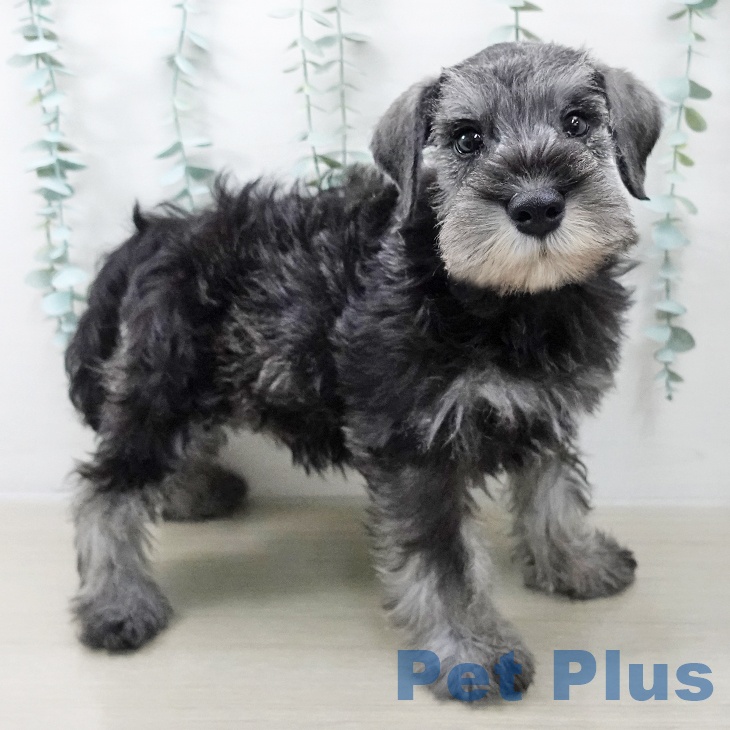 ミニチュア・シュナウザー