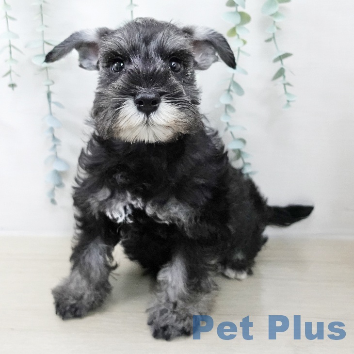 ミニチュア・シュナウザー