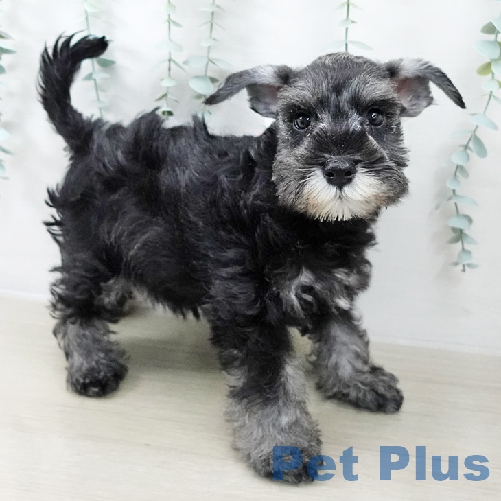 ミニチュア・シュナウザーの写真2