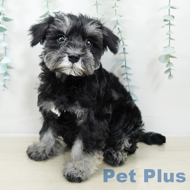 ミニチュア・シュナウザー