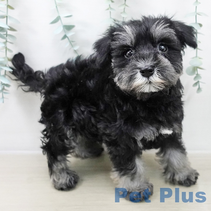 ミニチュア・シュナウザーの写真2