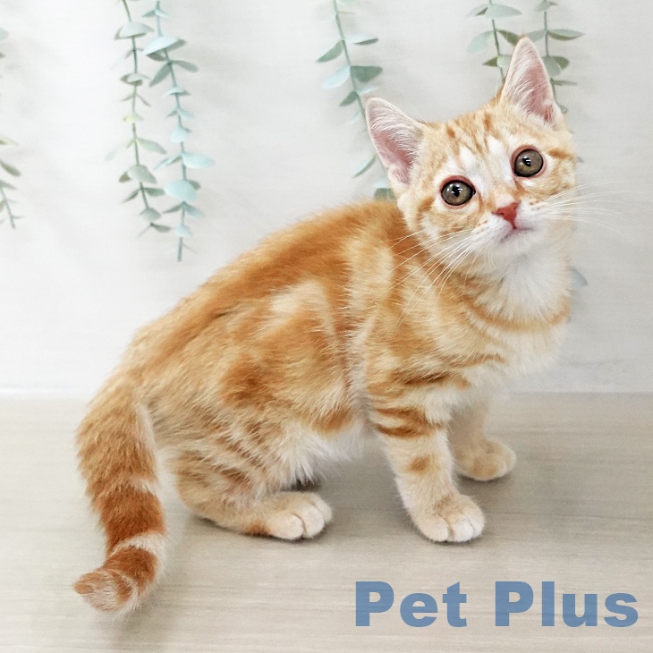 アメリカンショートヘア