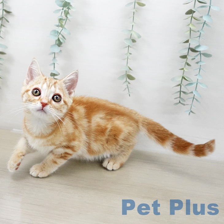 アメリカンショートヘアの写真2