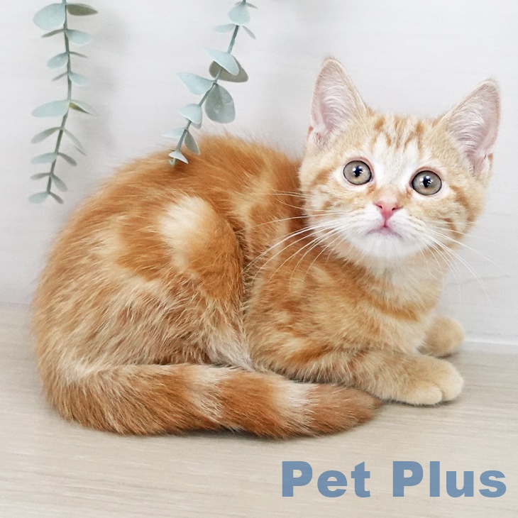 アメリカンショートヘア