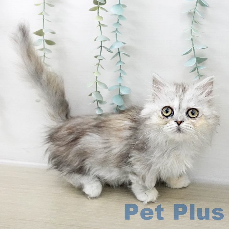 ミヌエットの写真2