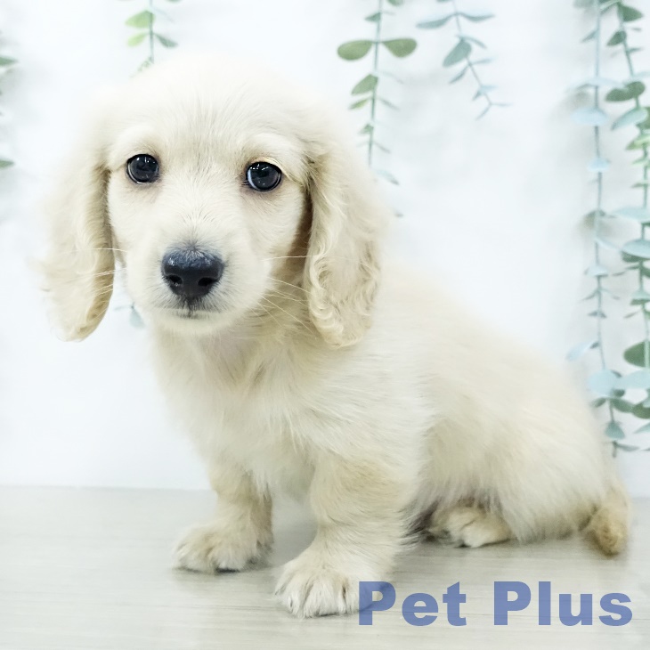 ミニチュア・ダックスフンド