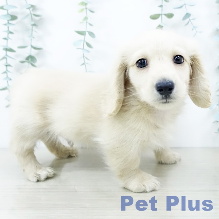 ミニチュア・ダックスフンド