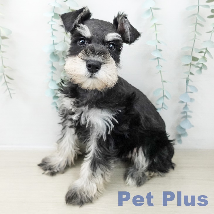 ミニチュア・シュナウザー