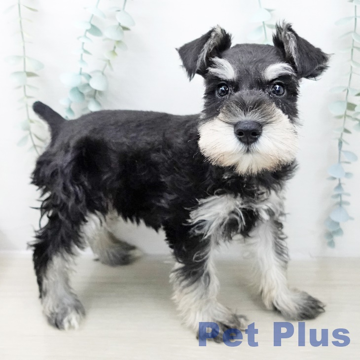 ミニチュア・シュナウザーの写真2