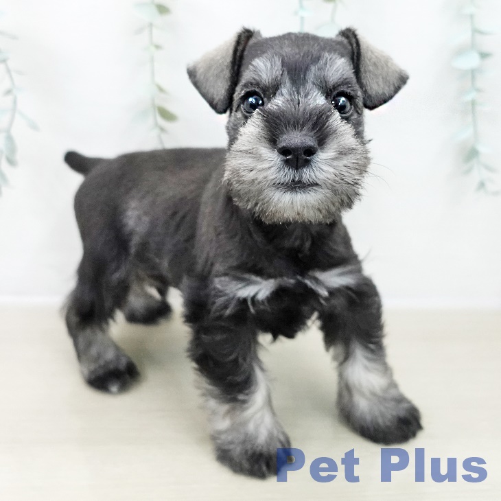 ミニチュア・シュナウザー