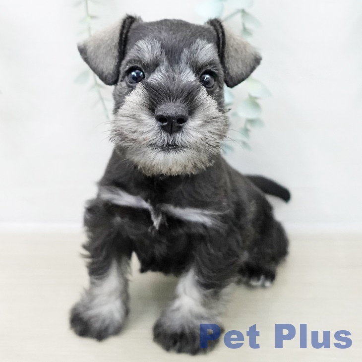 ミニチュア・シュナウザーの写真2