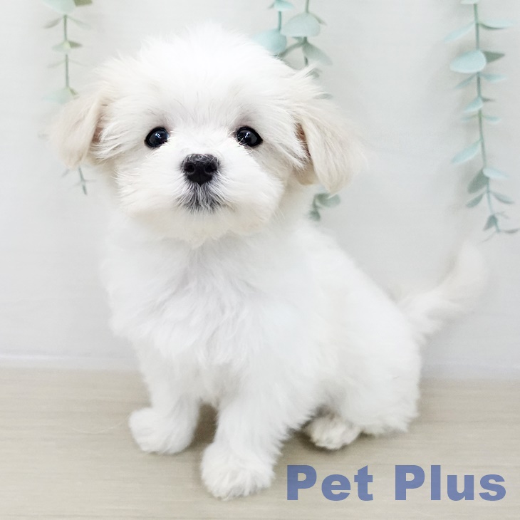 マルチーズの写真2