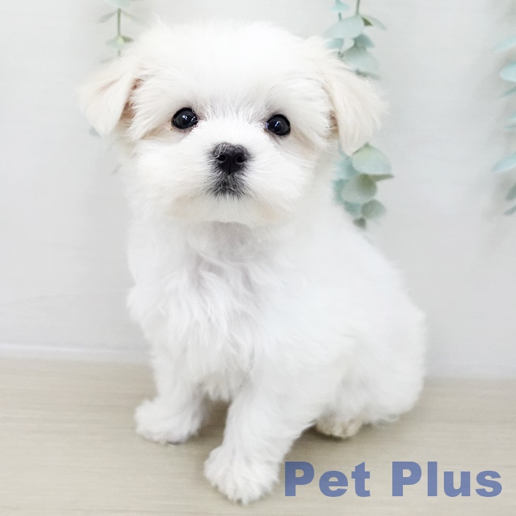 マルチーズの写真2