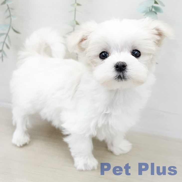 マルチーズの写真2