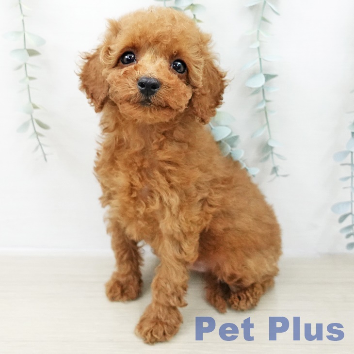 トイ・プードル