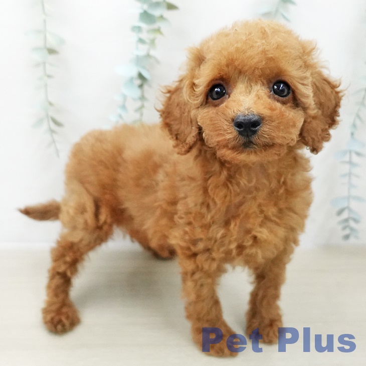 トイ・プードルの写真2