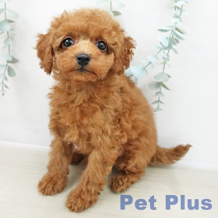 トイ・プードル