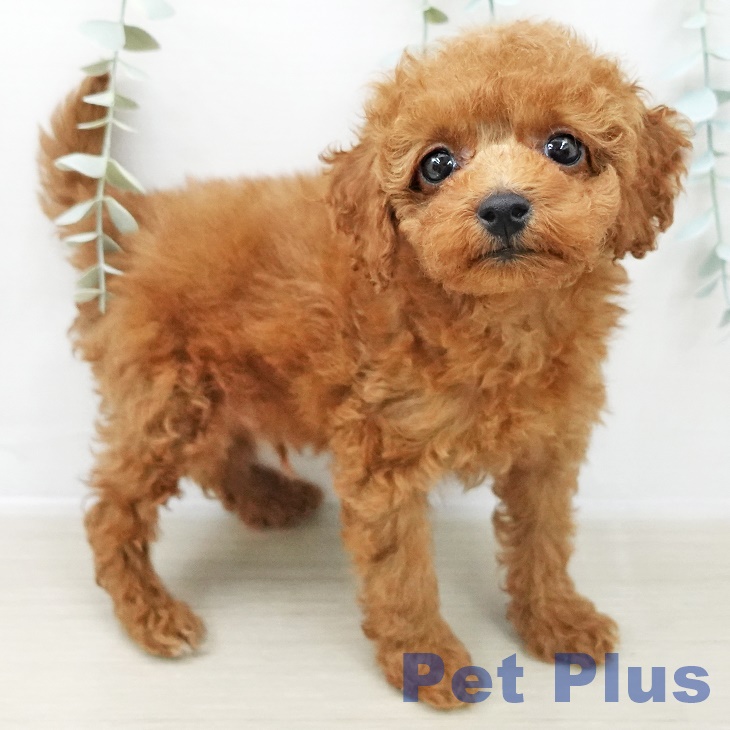 トイ・プードルの写真2