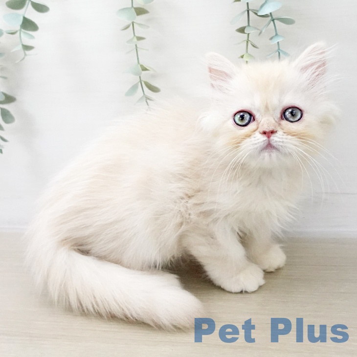 スコティッシュフォールド