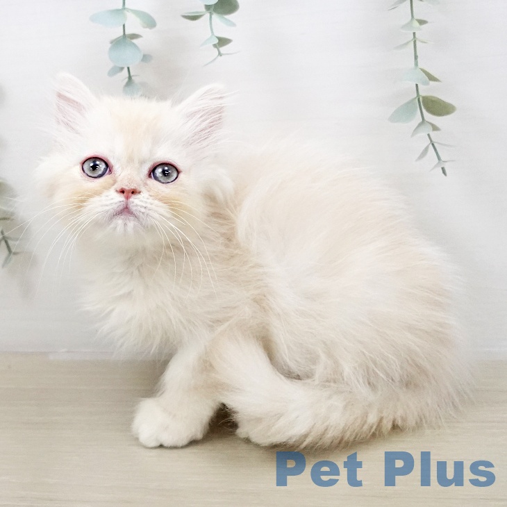 スコティッシュフォールドの写真2