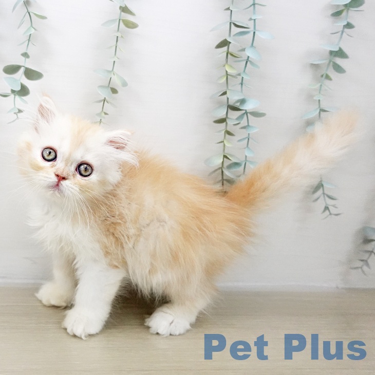 スコティッシュフォールド