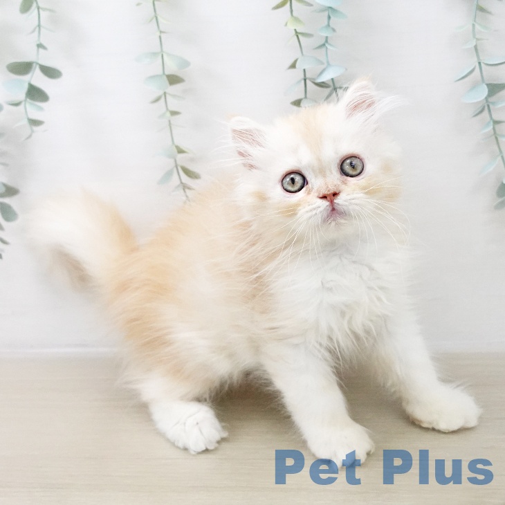 スコティッシュフォールド