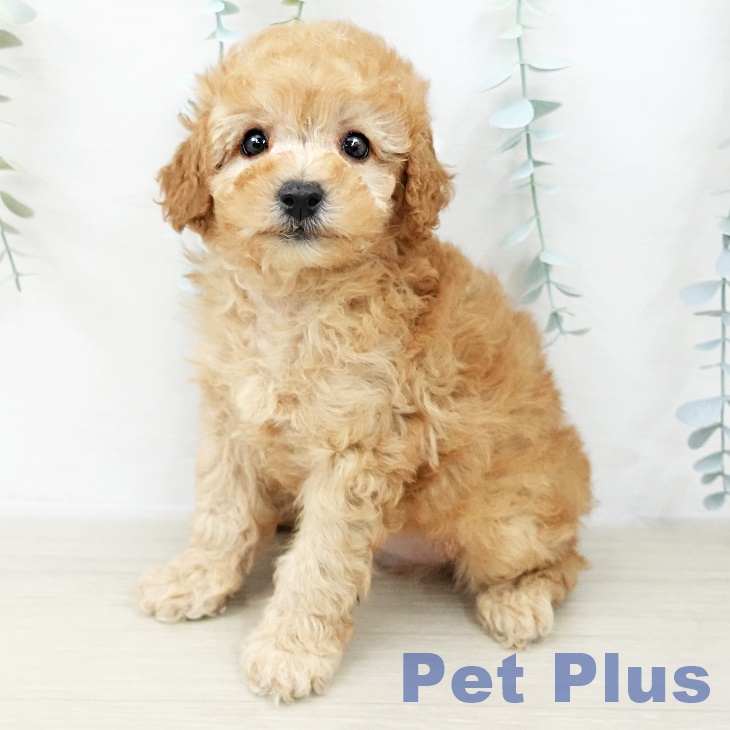 トイ・プードル