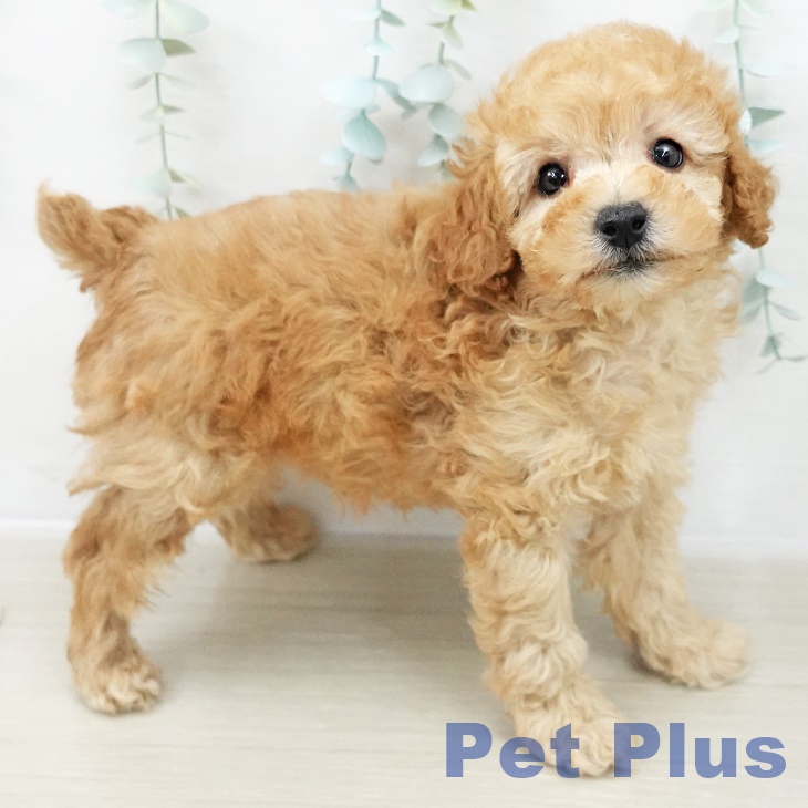 トイ・プードルの写真2