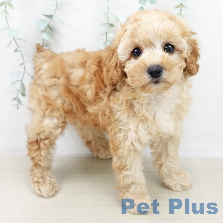 トイ・プードルの写真2