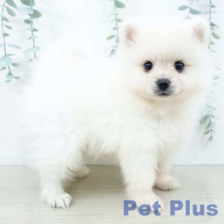 ポメラニアンの写真2