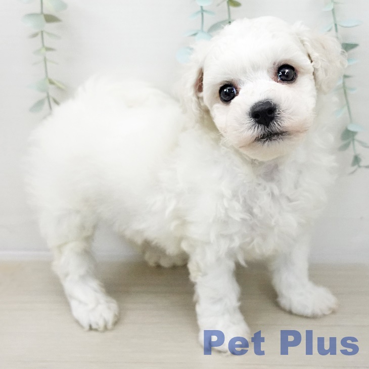 ビション・フリーゼ