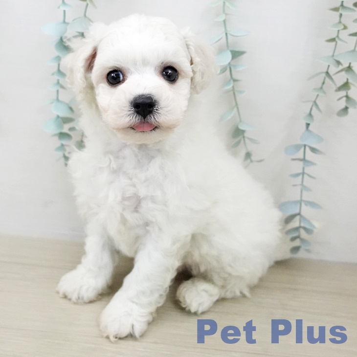 ビション・フリーゼの写真2